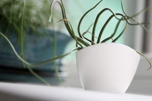 Portland Acupuncture Studio Design
